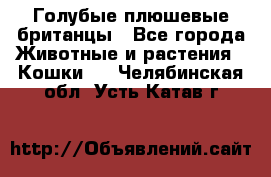 Голубые плюшевые британцы - Все города Животные и растения » Кошки   . Челябинская обл.,Усть-Катав г.